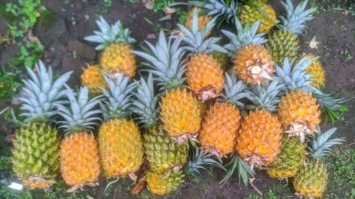 Rayy Nanas Madu Belik