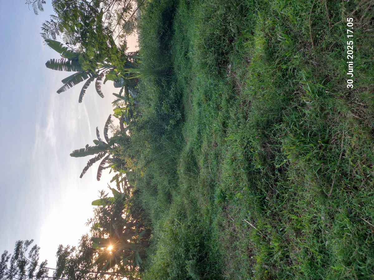Tanah Kavling