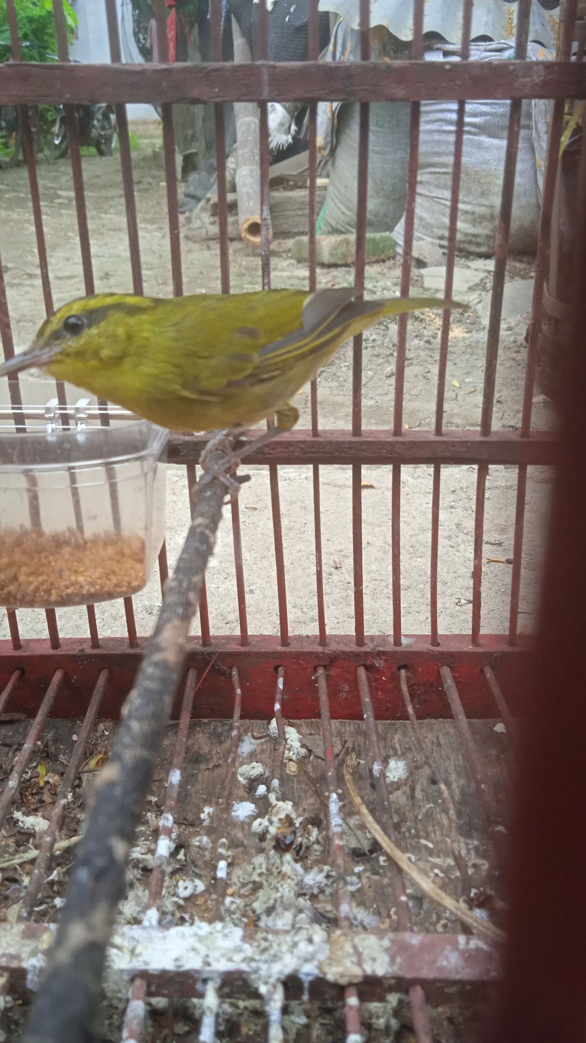 Burung Cikrak Daun